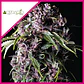 Purple Fem -Pyramid Seeds (X5+2/X3+1) - Miniatura 2