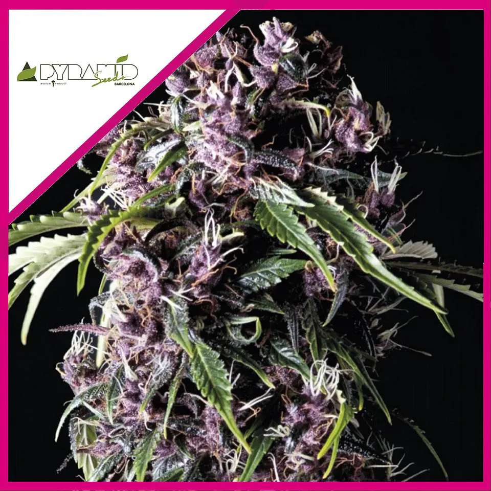 Purple Fem -Pyramid Seeds (X5+2/X3+1) 2