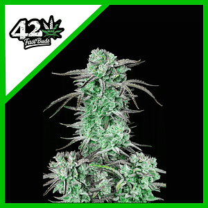 Strawberry Banana Auto X3-Fast Buds