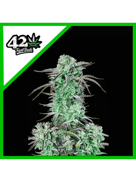 Strawberry Banana Auto -Fast Buds (X3/X1) 2