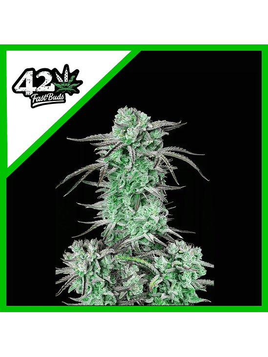 Strawberry Banana Auto X3-Fast Buds 2