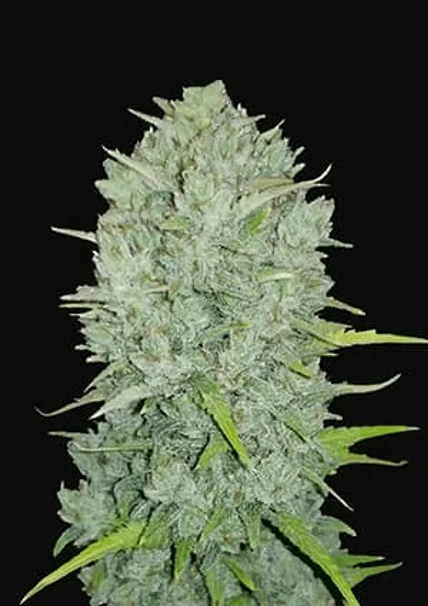 Original Northern Lights Auto -Fast Buds (X3/X1) 3