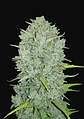 Original Northern Lights Auto -Fast Buds (X3/X1) - Miniatura 3