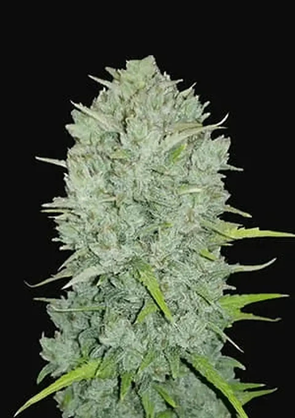Original Northern Lights Auto -Fast Buds (X3/X1) 3