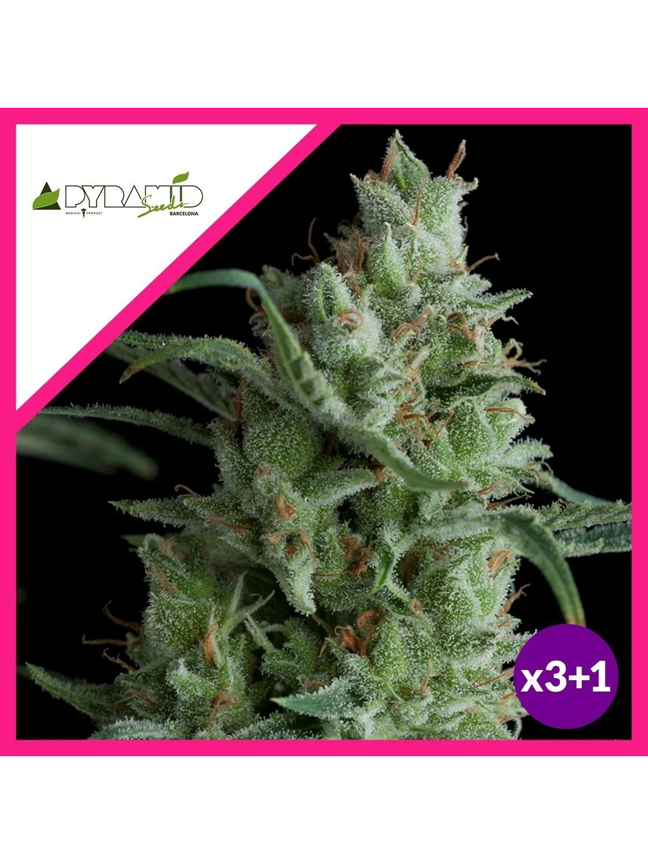 Kryptonite Fem -Pyramid Seeds (X3/X5+2/X3+1) 1