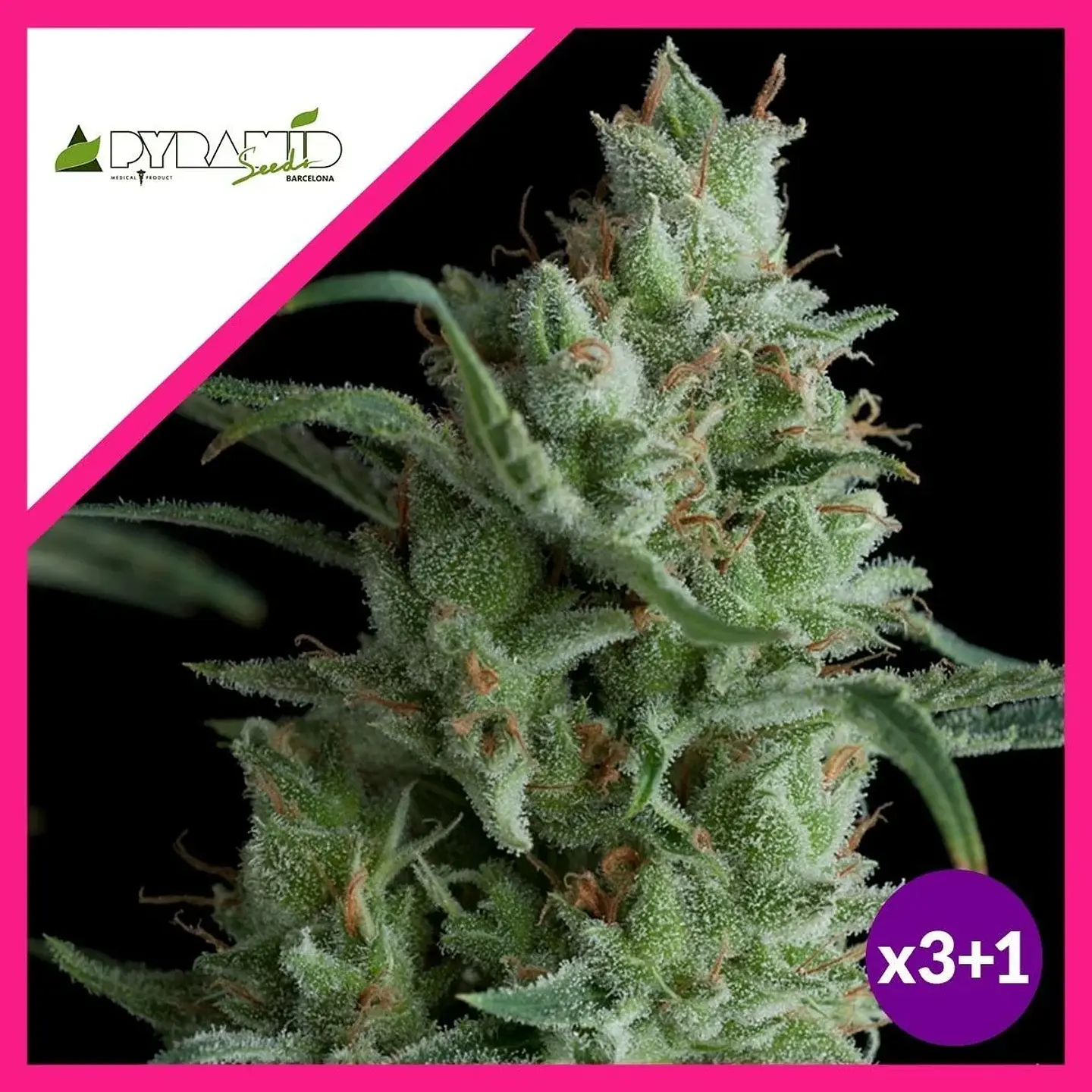 Kryptonite Fem -Pyramid Seeds (X3/X5+2/X3+1) 1