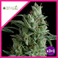 Kryptonite Fem -Pyramid Seeds (X3/X5+2/X3+1) - Miniatura 1