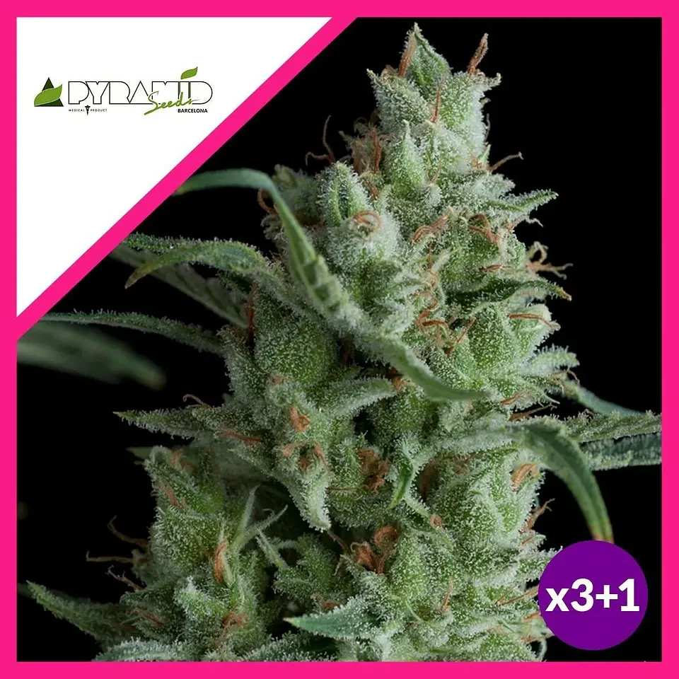 Kryptonite Fem -Pyramid Seeds (X3/X5+2/X3+1) 1