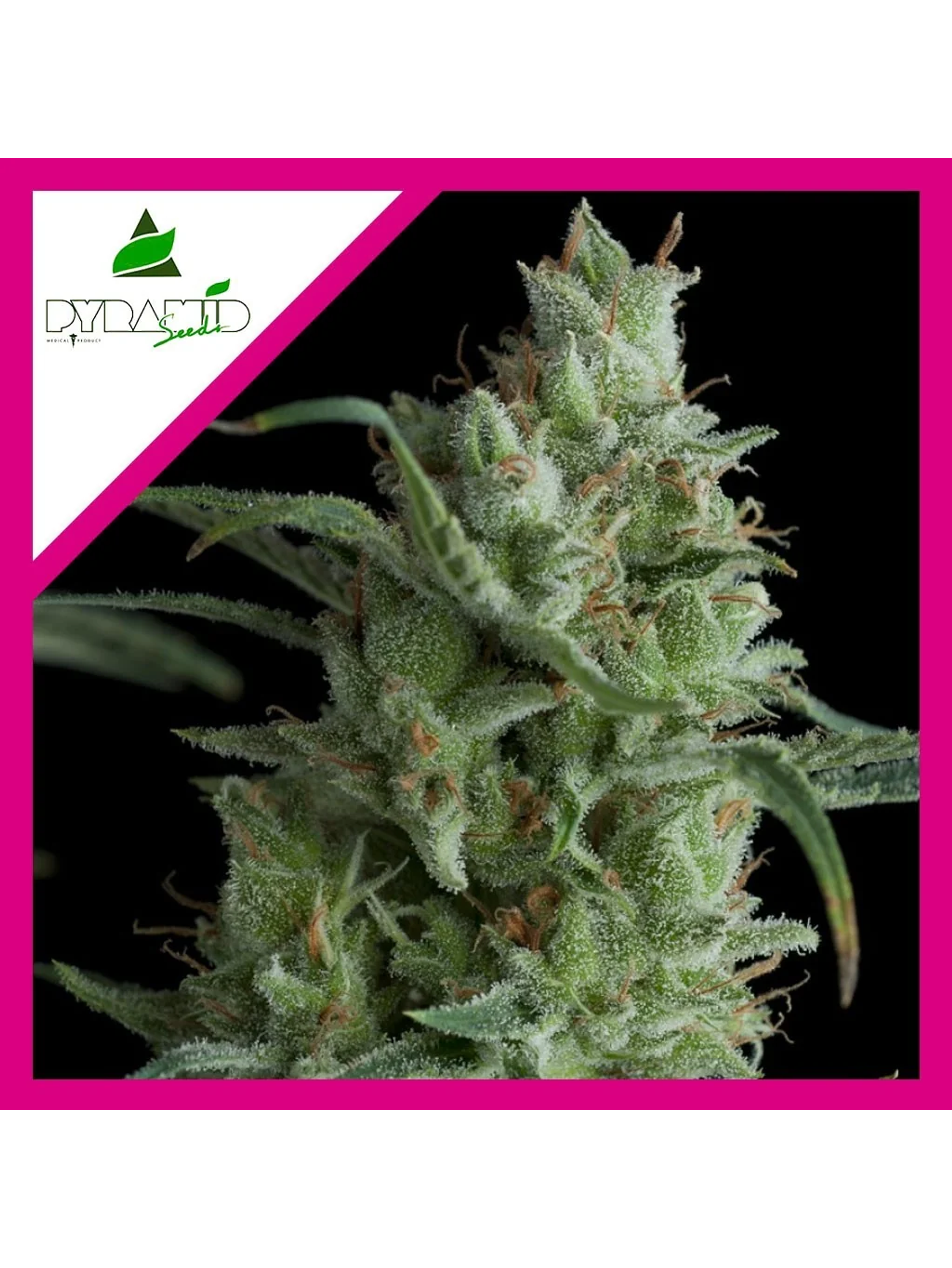 Kryptonite Fem -Pyramid Seeds (X3/X5+2/X3+1) 3