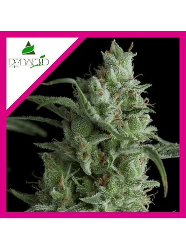 Kryptonite  Fem X5+2-Pyramid Seeds 3