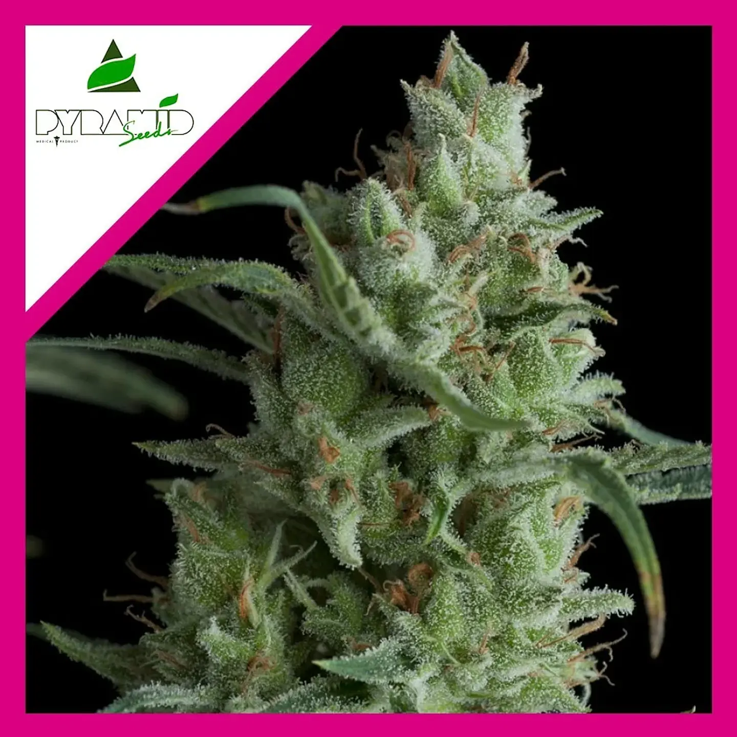Kryptonite Fem -Pyramid Seeds (X3/X5+2/X3+1) 3