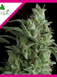 Kryptonite  Fem X5+2-Pyramid Seeds - Miniatura 3