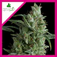 Kryptonite Fem -Pyramid Seeds (X3/X5+2/X3+1) - Miniatura 3