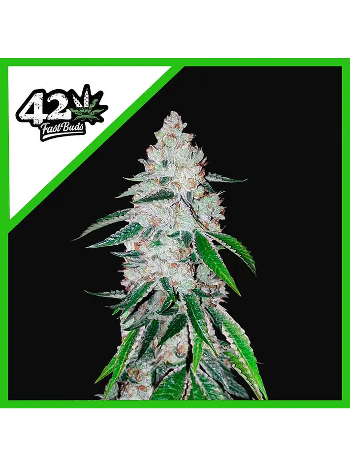 West Coast Og Auto -Fast Buds (X3/X1) 2