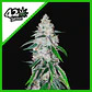 West Coast Og Auto -Fast Buds (X3/X1) - Miniatura 2