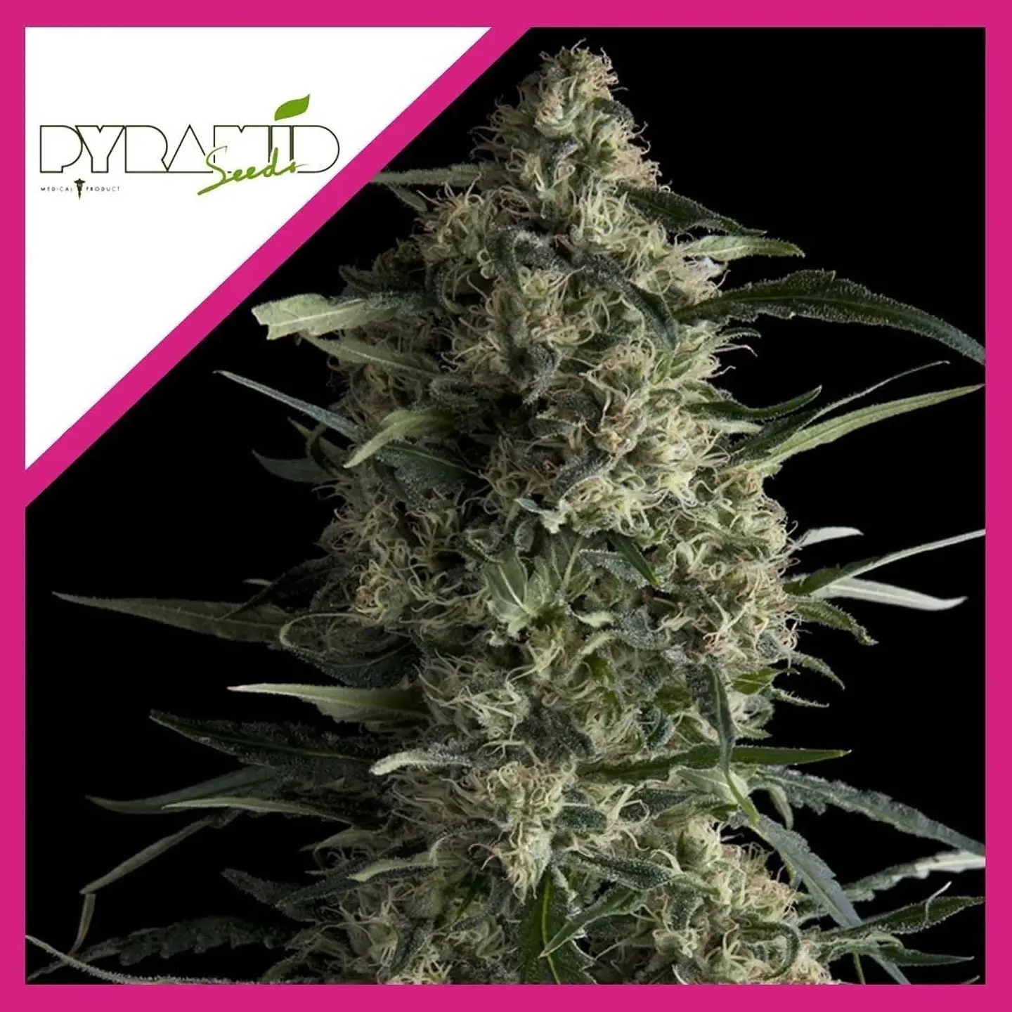 Galaxy Fem -Pyramid Seeds (X5+2/X3+1/X1) 2
