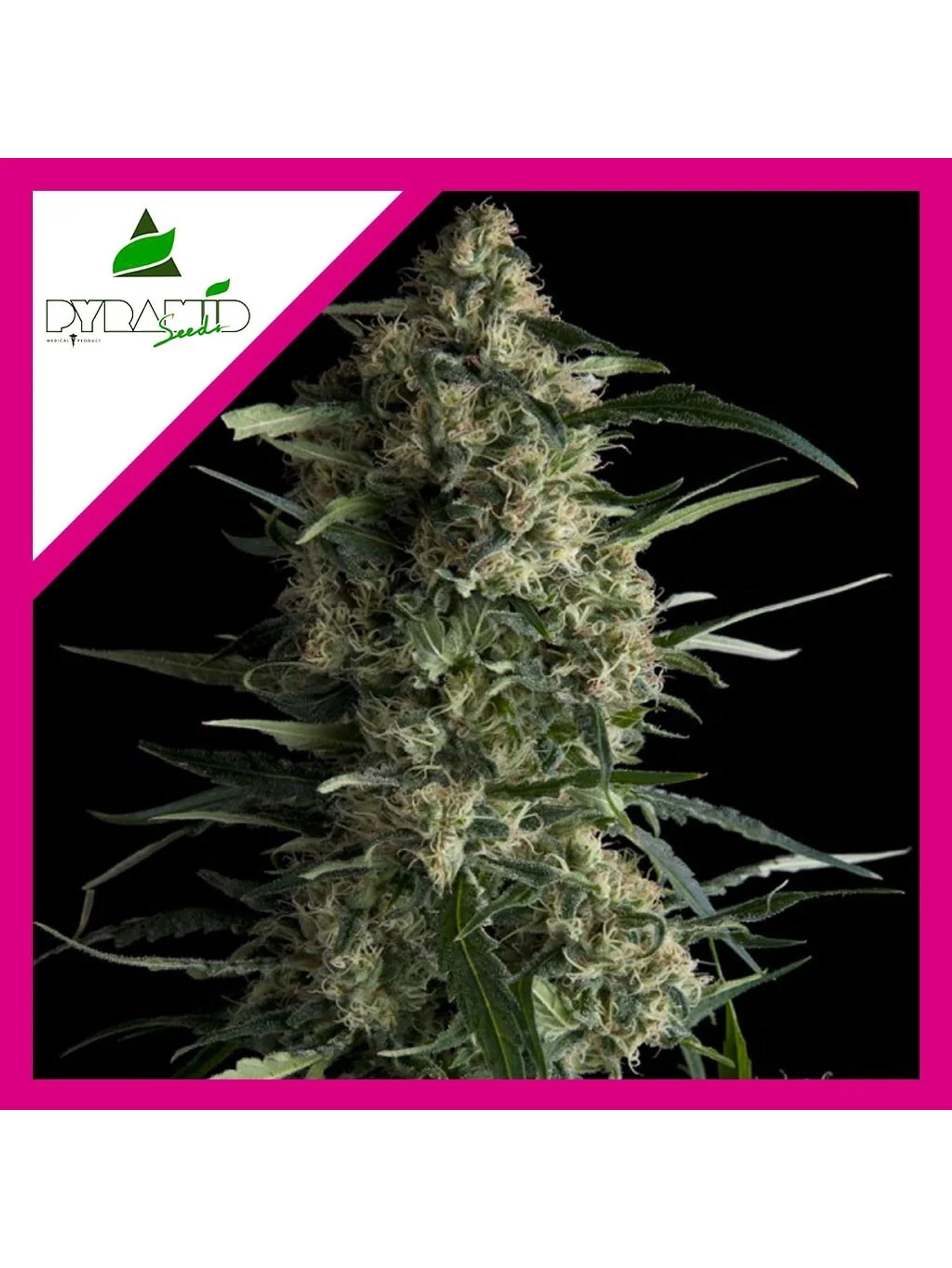 Galaxy Fem -Pyramid Seeds (X5+2/X3+1/X1) 4