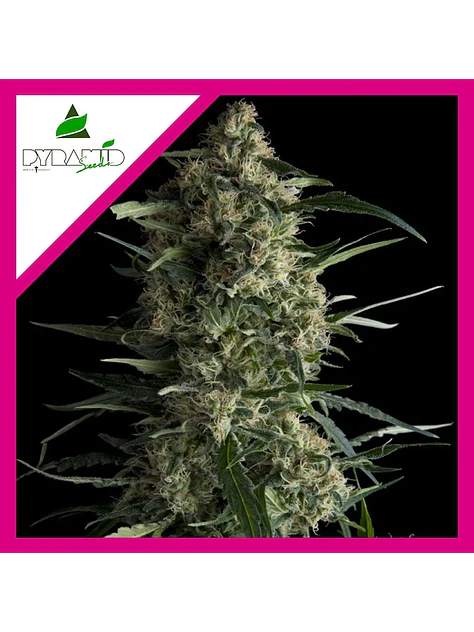Galaxy Fem -Pyramid Seeds (X5+2/X3+1/X1) 4