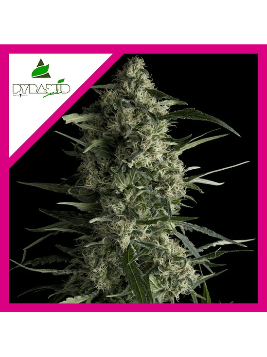 Galaxy  Fem X5+2-Pyramid Seeds 4