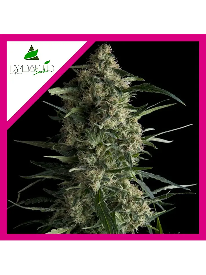 Galaxy Fem -Pyramid Seeds (X5+2/X3+1/X1) 4