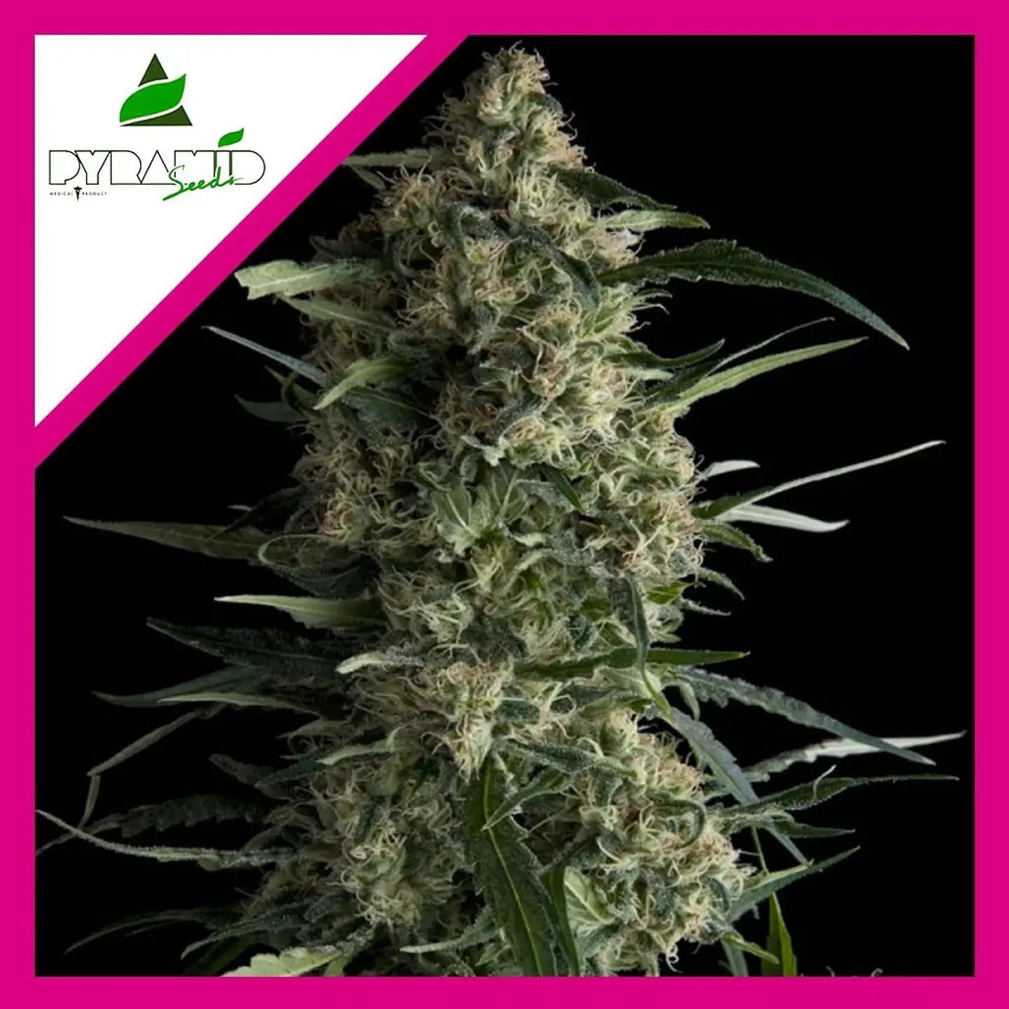 Galaxy Fem -Pyramid Seeds (X5+2/X3+1/X1) 4