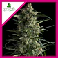 Galaxy Fem -Pyramid Seeds (X5+2/X3+1/X1) - Miniatura 4