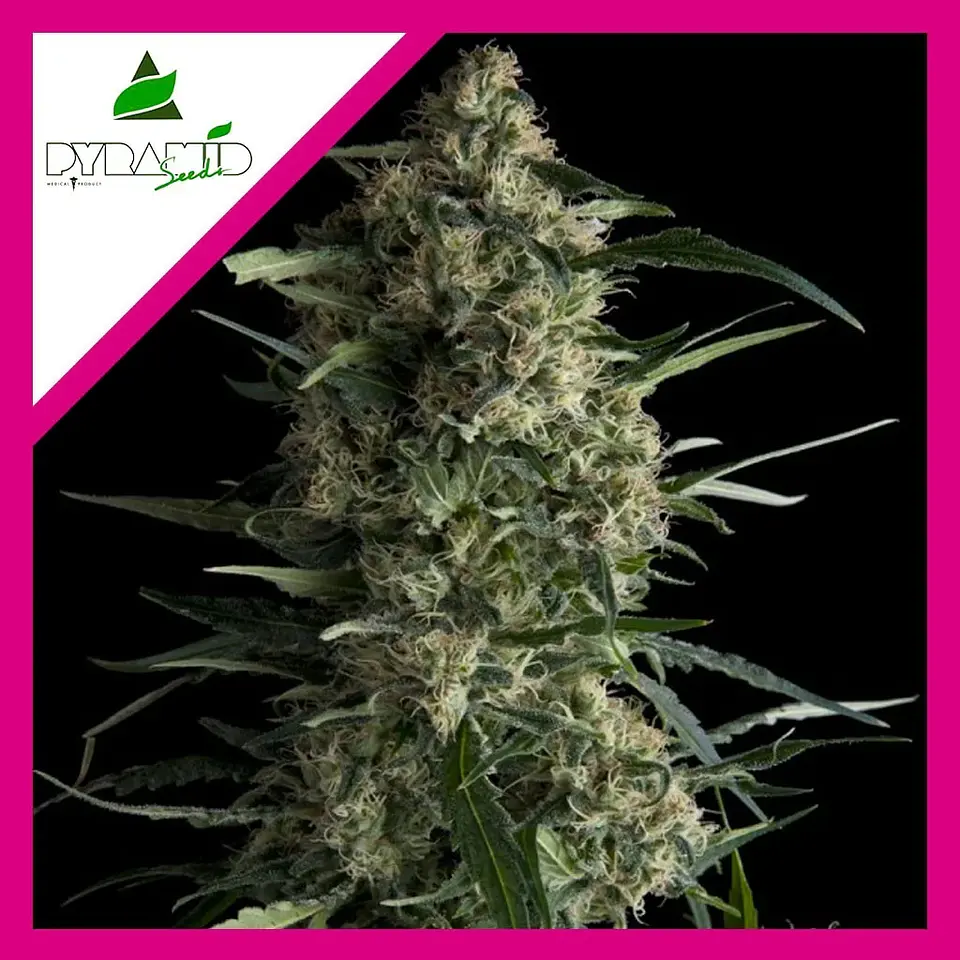 Galaxy Fem -Pyramid Seeds (X5+2/X3+1/X1) 4