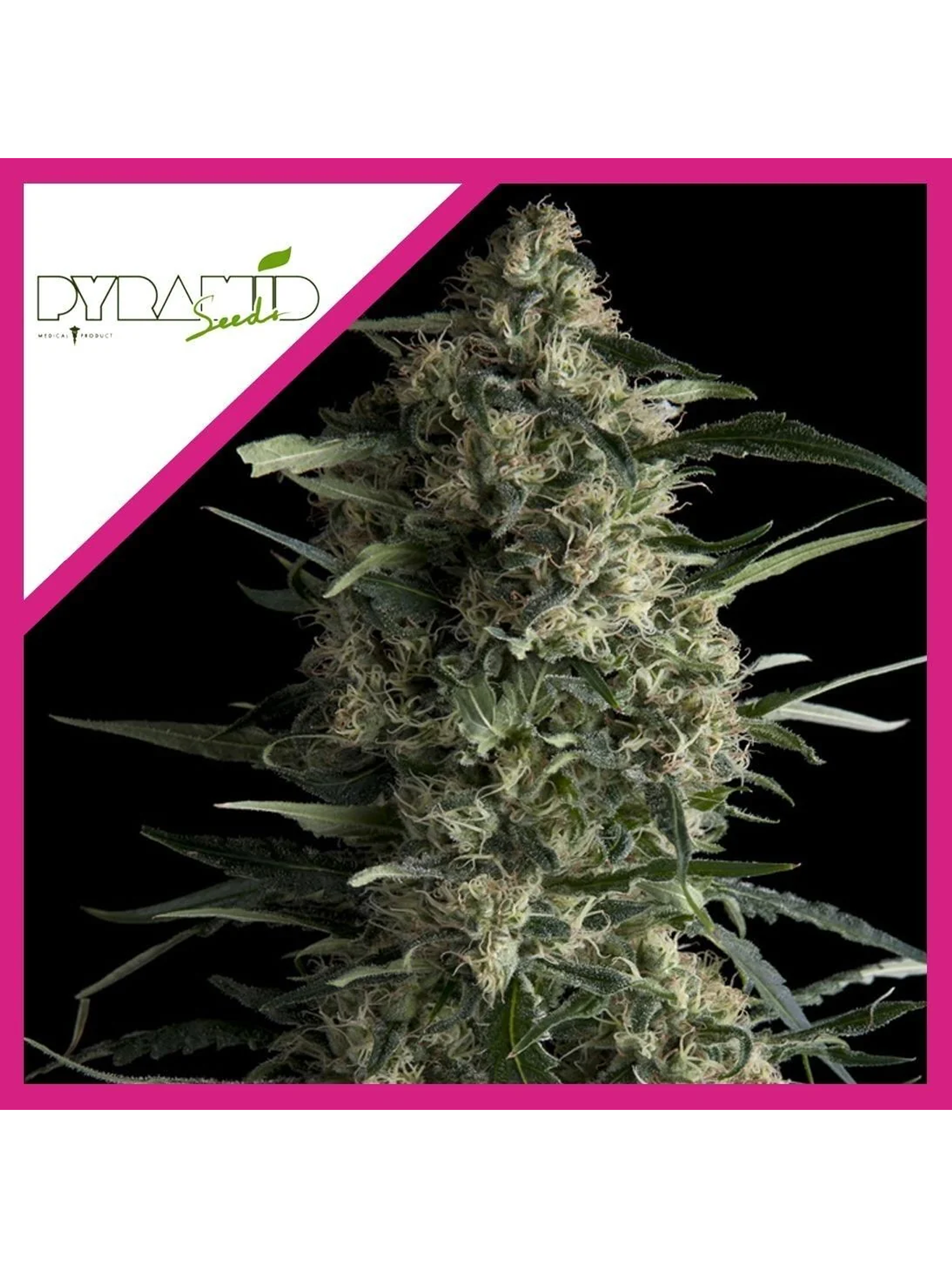 Galaxy Fem -Pyramid Seeds (X5+2/X3+1/X1) 3