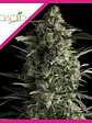Galaxy  Fem X5+2-Pyramid Seeds - Miniatura 3
