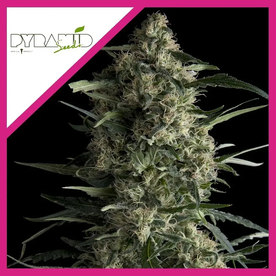 Galaxy Fem -Pyramid Seeds (X5+2/X3+1/X1) 3
