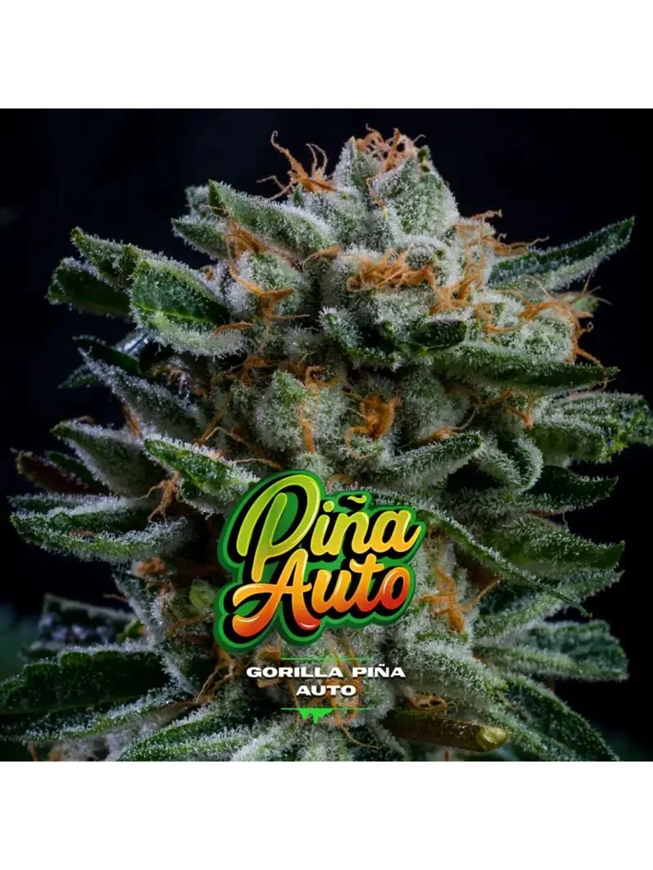 Gorilla Piña Auto -Bsf (X4/X2) 4