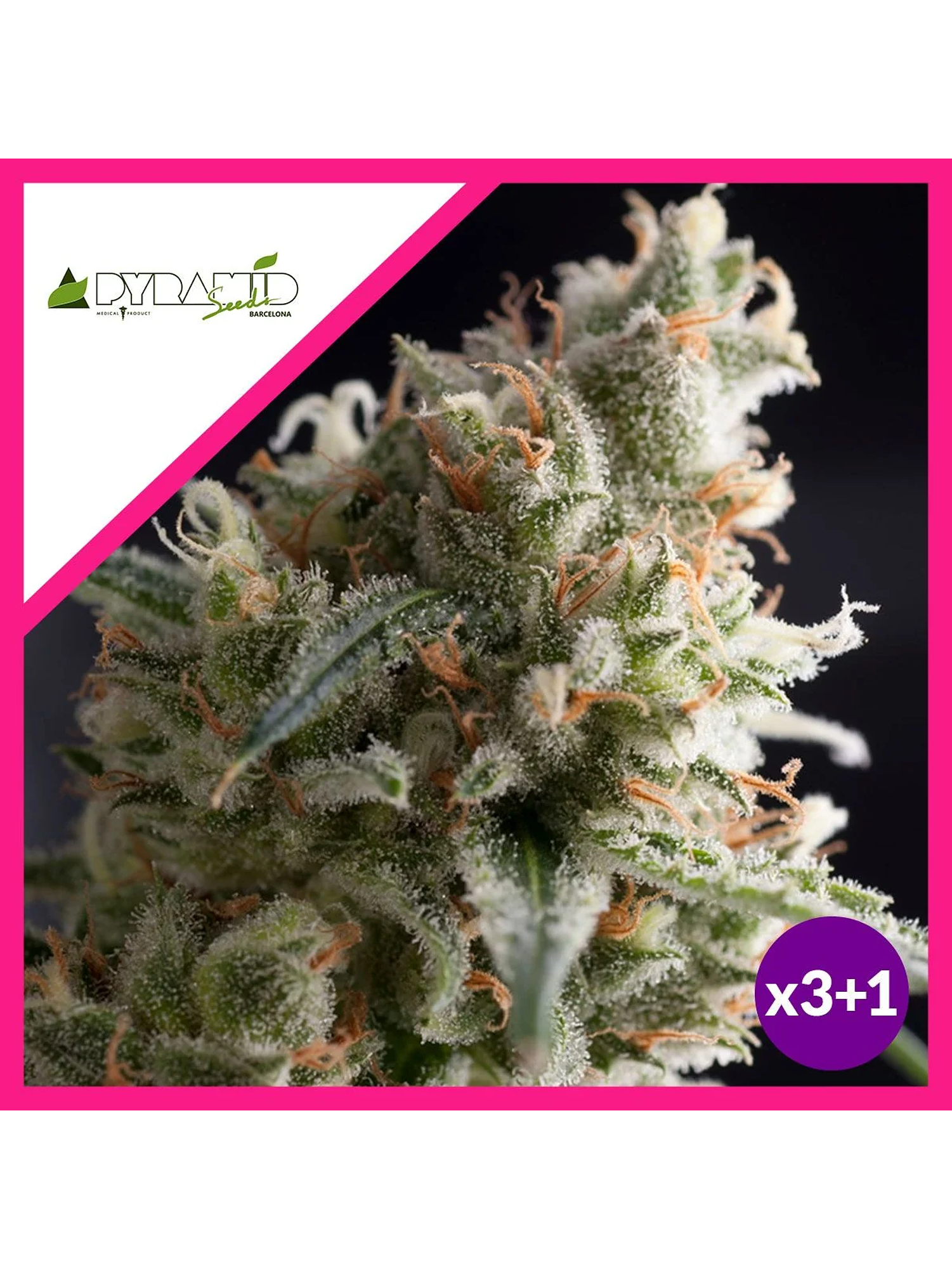 Lennon Fem -Pyramid Seeds (X5+2/X3+1) 2