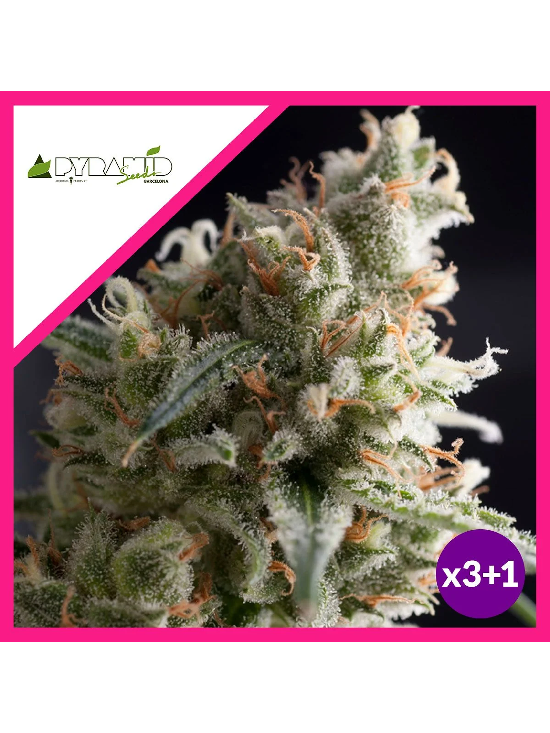 Lennon Fem -Pyramid Seeds (X5+2/X3+1) 2