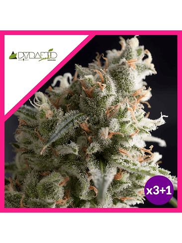 Lennon  Fem X5+2-Pyramid Seeds 2