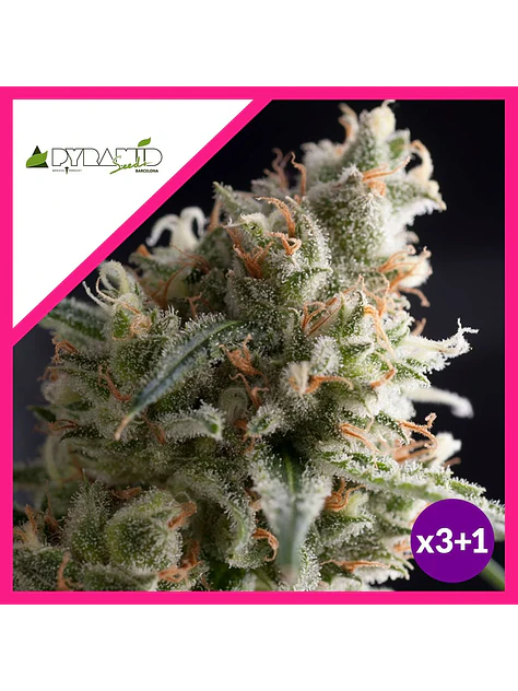 Lennon Fem -Pyramid Seeds (X5+2/X3+1) 2