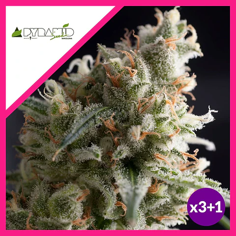 Lennon Fem -Pyramid Seeds (X5+2/X3+1)
