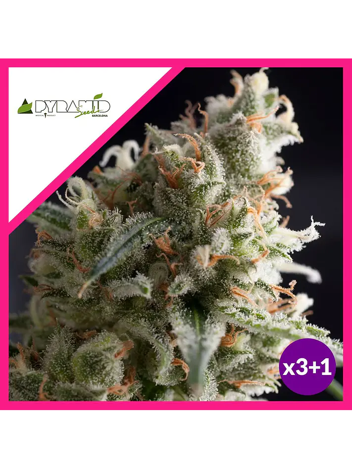 Lennon Fem -Pyramid Seeds (X5+2/X3+1) 2