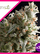 Lennon  Fem X5+2-Pyramid Seeds - Miniatura 2