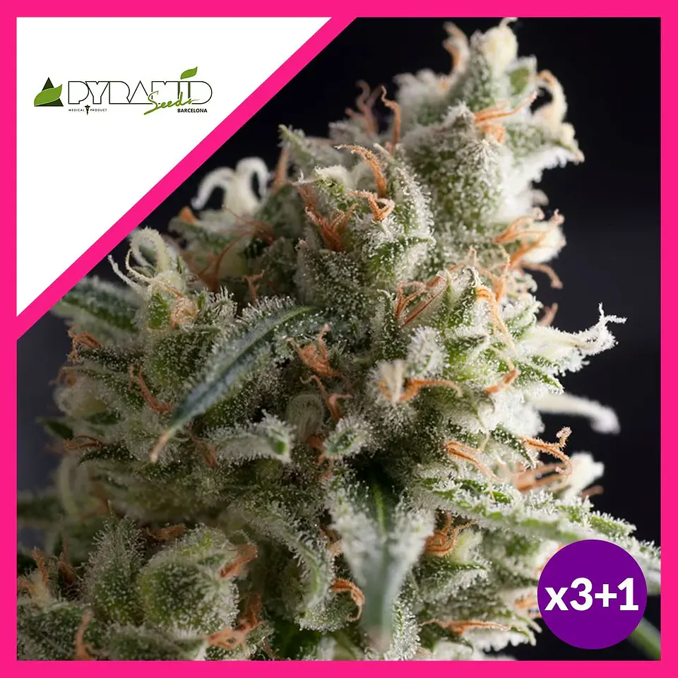 Lennon Fem -Pyramid Seeds (X5+2/X3+1) 2