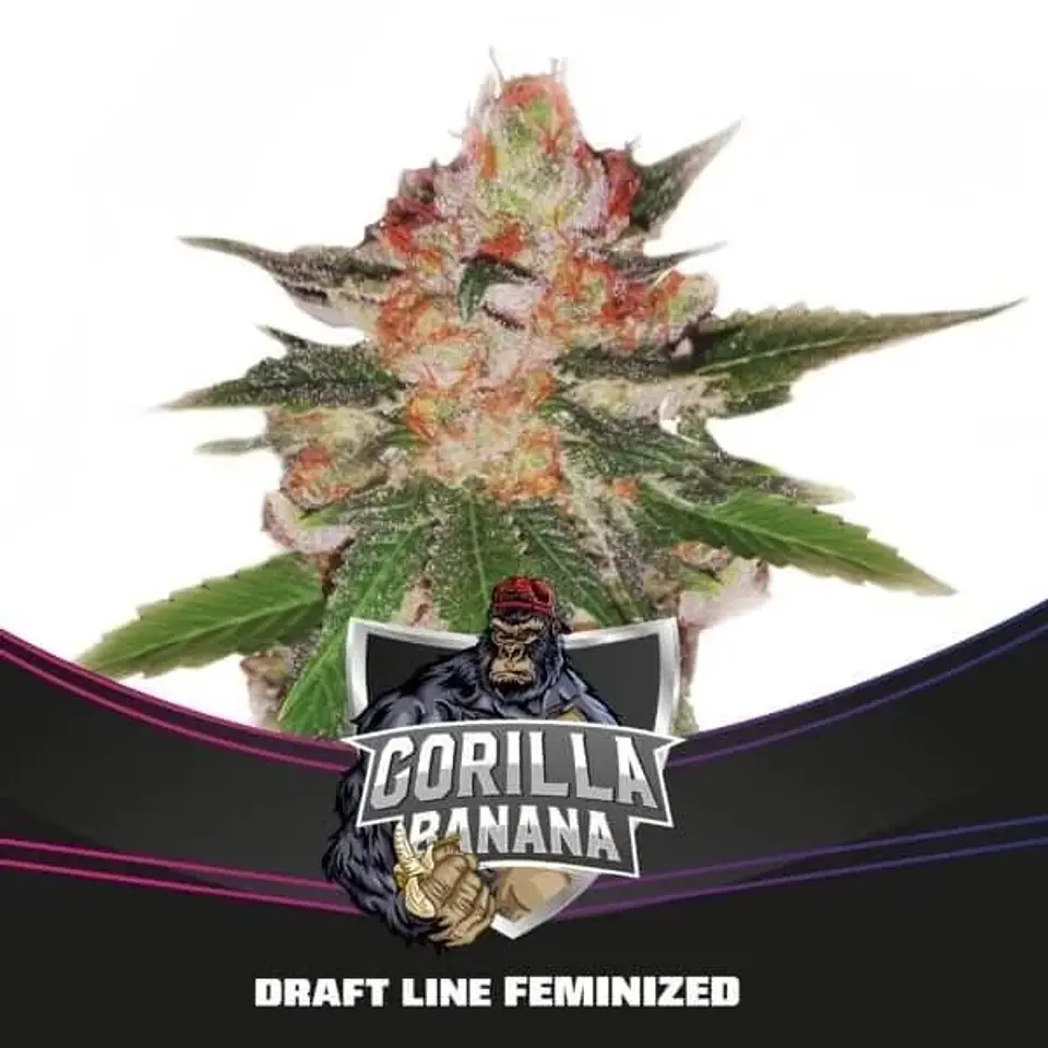 Gorilla Banana Fem (X2 / X4 / X7 / X12) -BSF 2