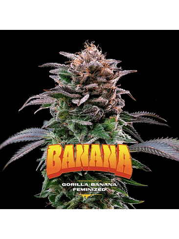 Gorilla Banana Fem -Bsf (X7/X4/X2) 5