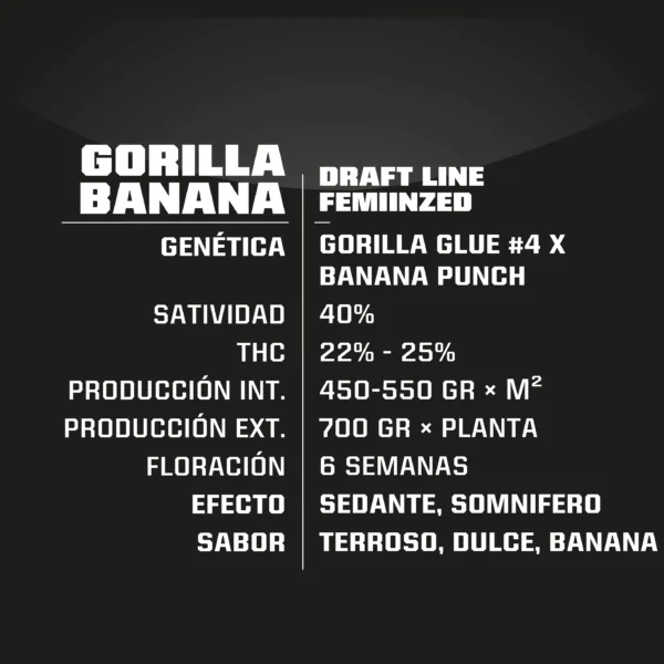 Gorilla Banana Fem -Bsf (X7/X4/X2)  4
