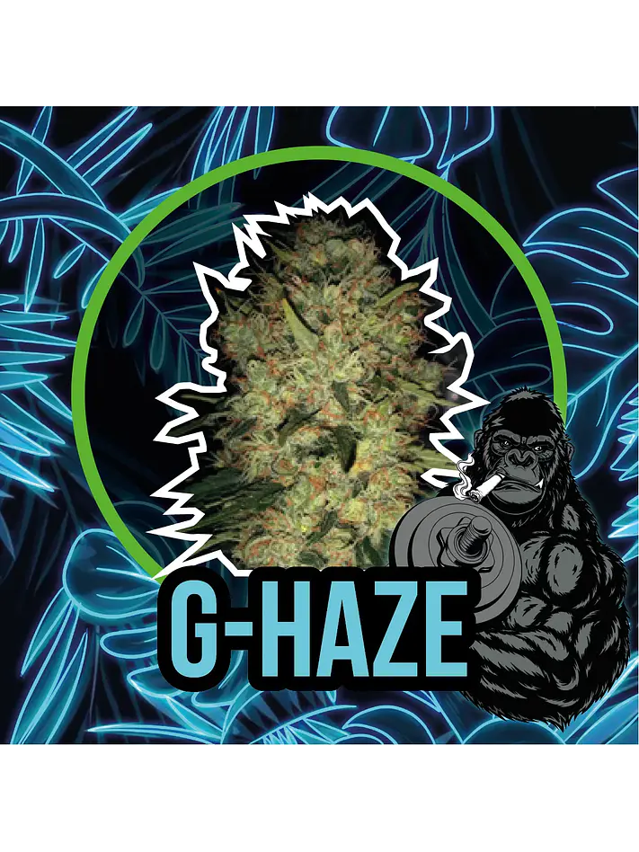 Gorilla Haze Auto -Delirium Seeds (X4/X2/X1) 2