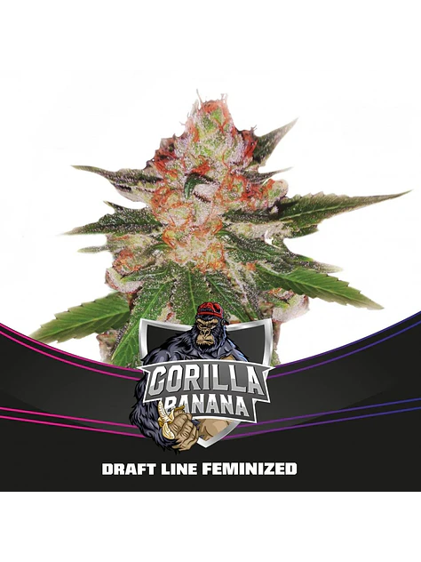Gorilla Banana Fem -Bsf (X7/X4/X2)  6