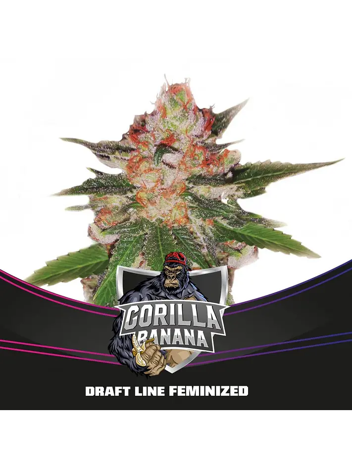 Gorilla Banana Fem -Bsf (X7/X4/X2)  6