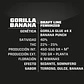 Gorilla Banana Fem -Bsf (X7/X4/X2)  - Miniatura 7