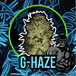 Gorilla Haze Auto -Delirium Seeds (X4/X2/X1) - Miniatura 4