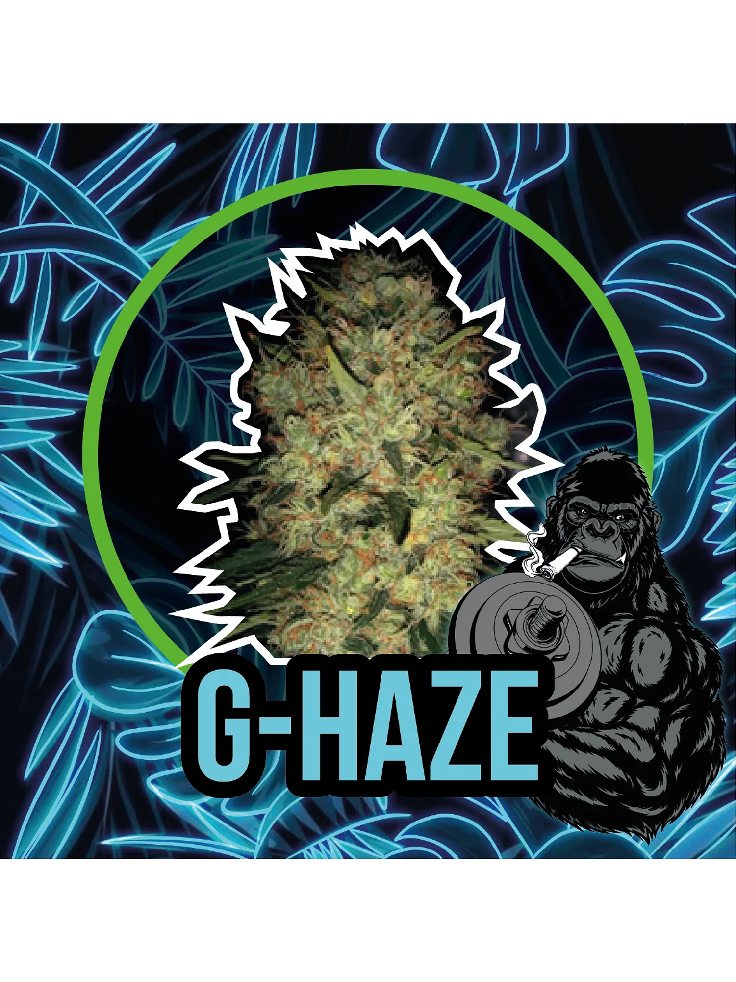 Gorilla Haze Auto -Delirium Seeds (X4/X2/X1) 3