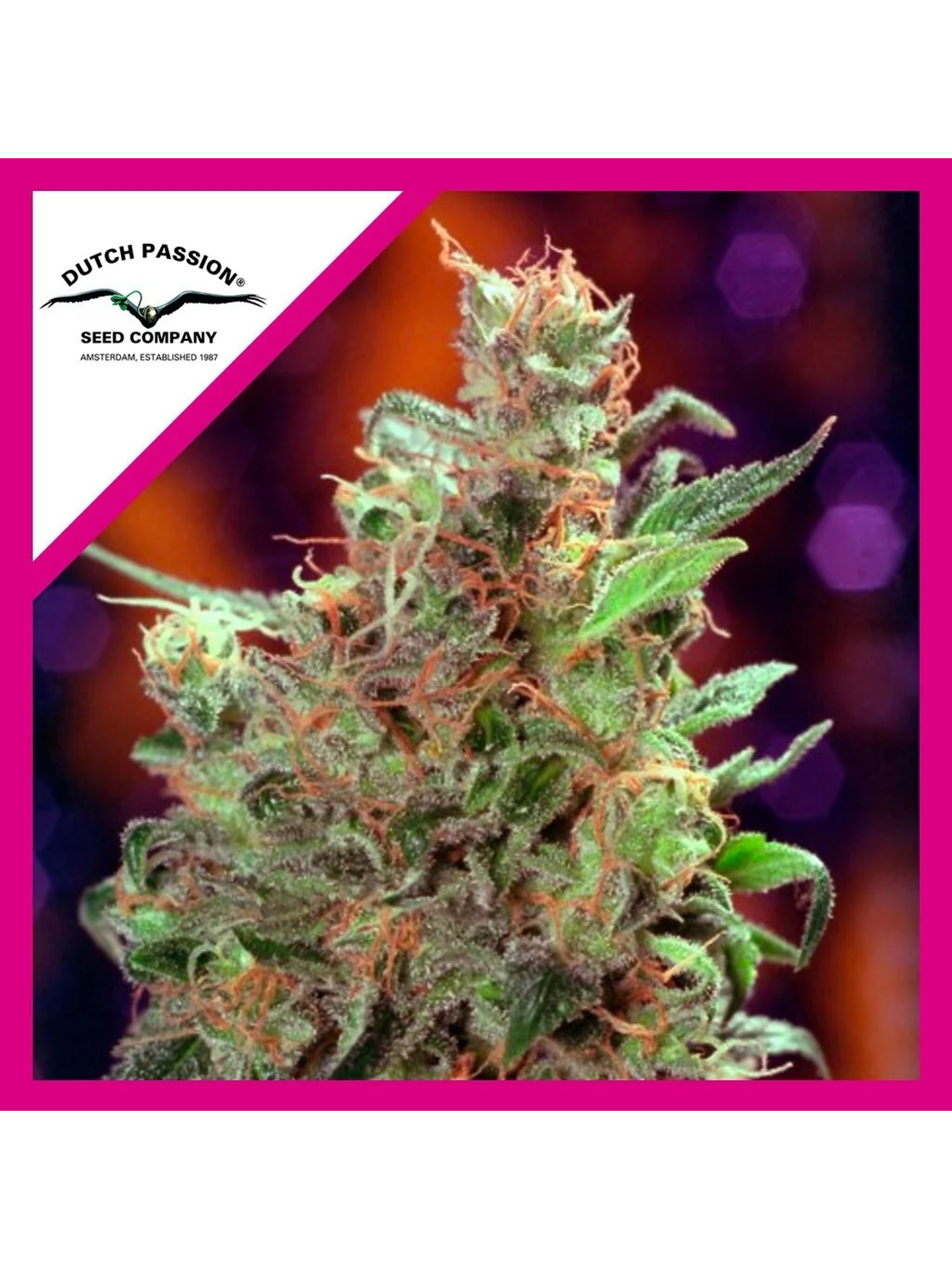 Californian Orange Fem -Dutch Passion (X100/X3/X3+1) 2