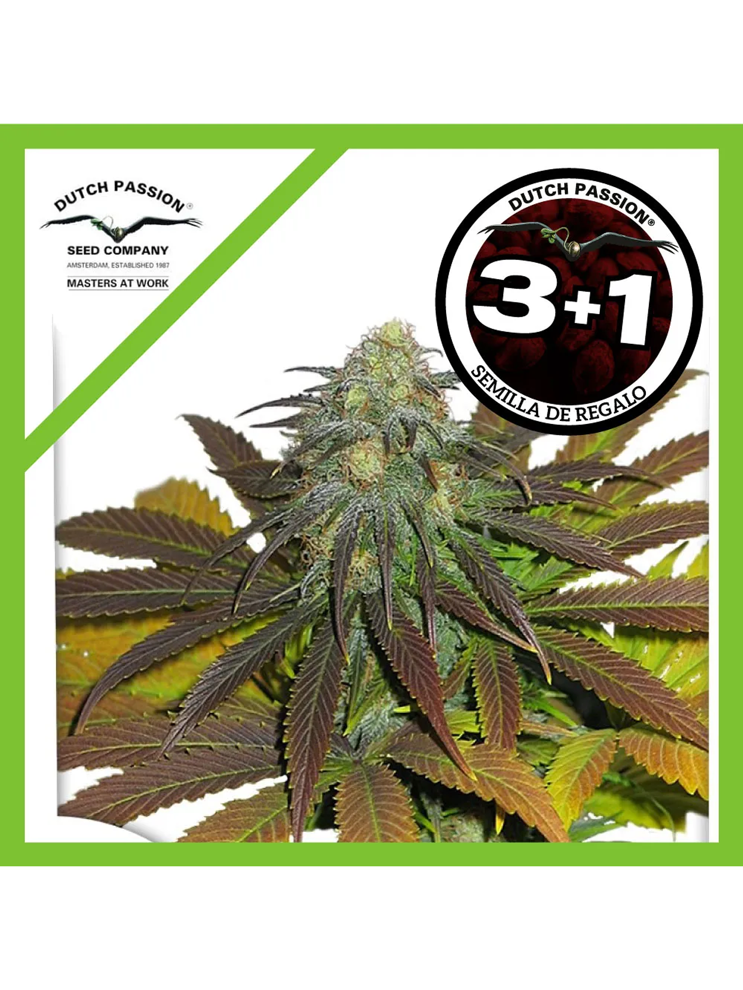 Californian Orange Fem -Dutch Passion (X100/X3/X3+1) 3